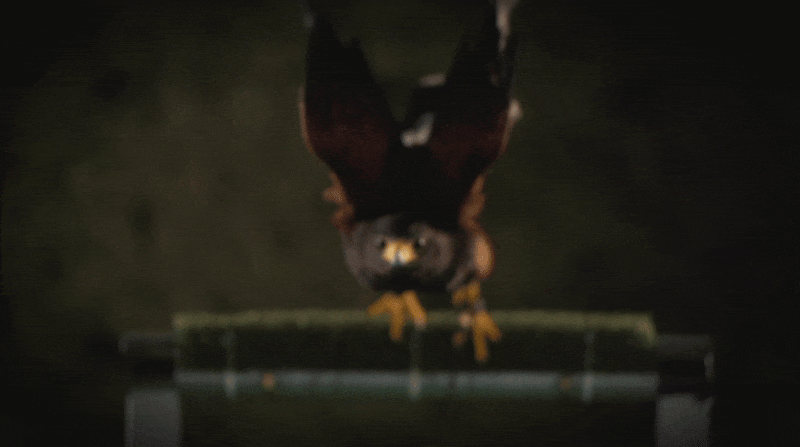 takeoff_preview.gif